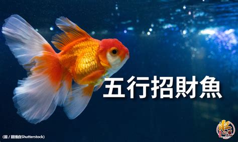 招財魚有哪些|【風水魚種類】讓住家運勢旺旺！你不可不知的十大風。